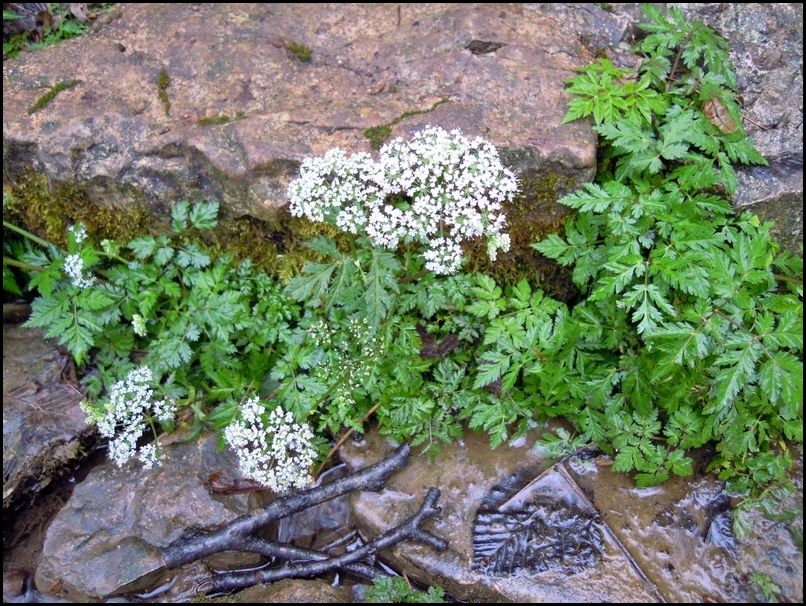 Ombrellifera da determinare